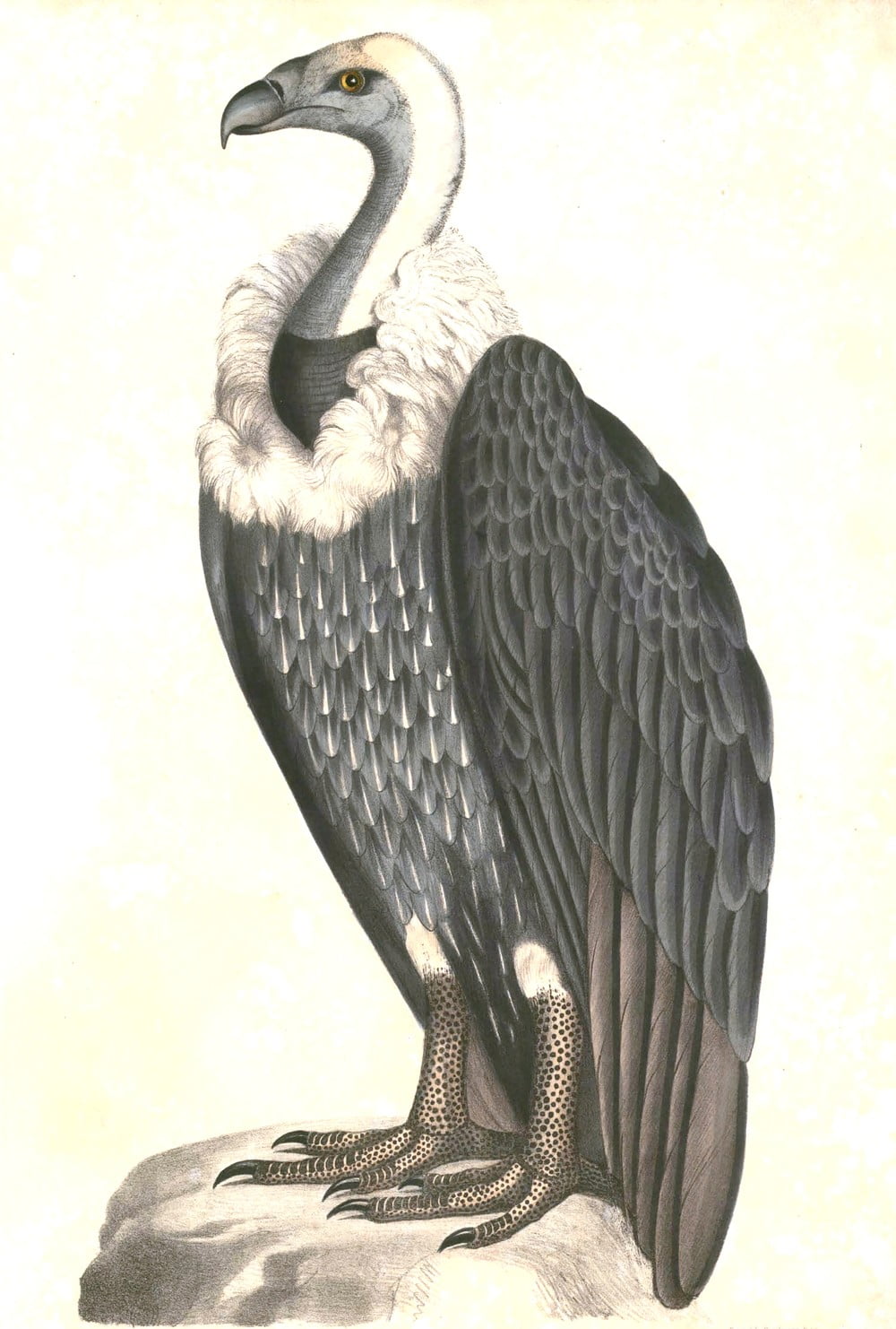 Gyps Bengalensis ,&nbsp;Thomas Hardwicke,&nbsp;Illustrations of Indian Zoology - Volume I