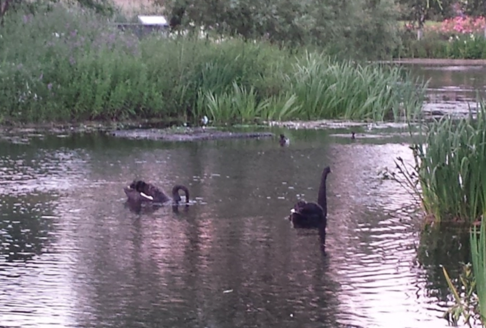 Photo - Black swans in Regent’s Park, London - by Jeremy Smith